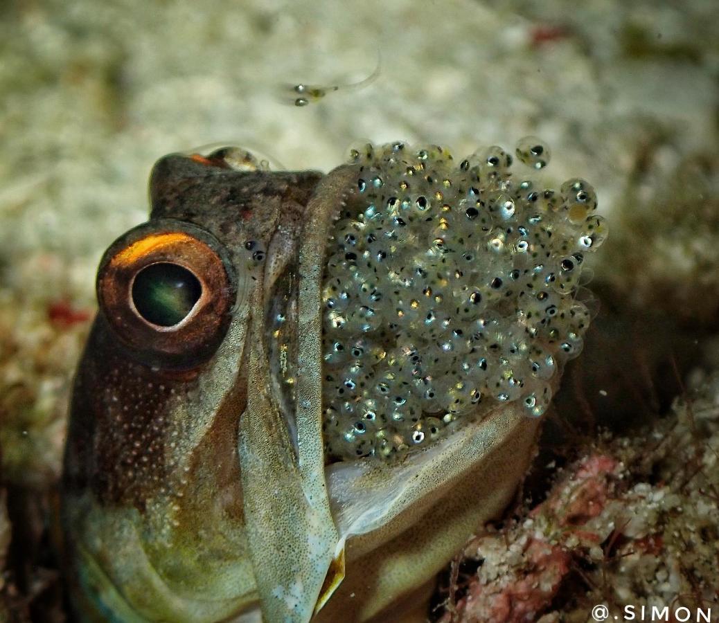 K2 Lembeh Dive Resort 비퉁 외부 사진