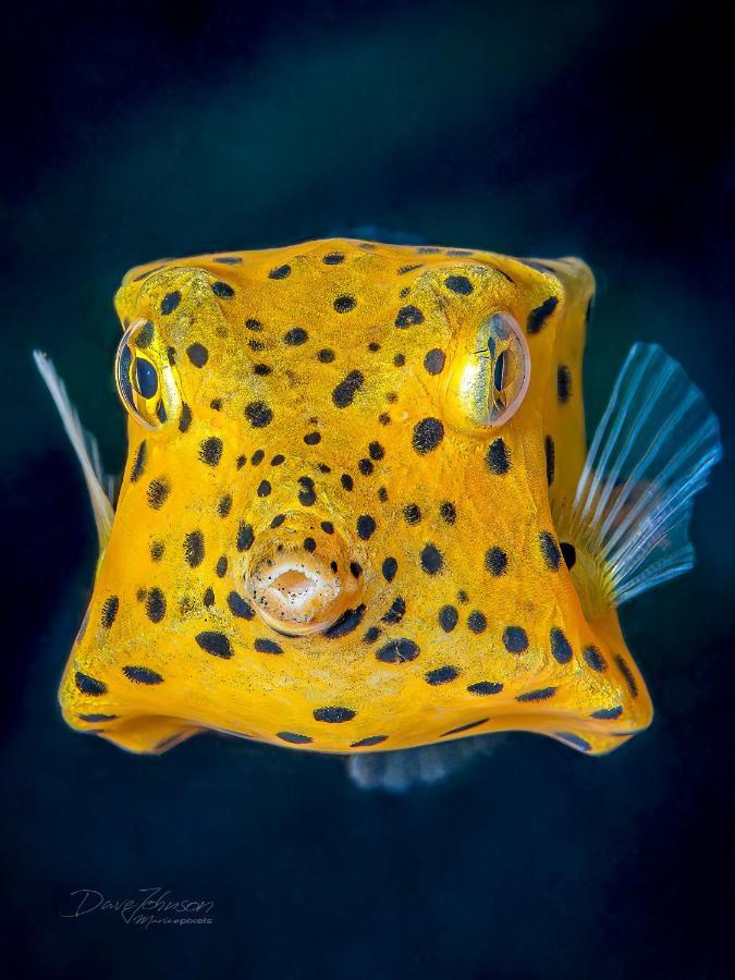 K2 Lembeh Dive Resort 비퉁 외부 사진