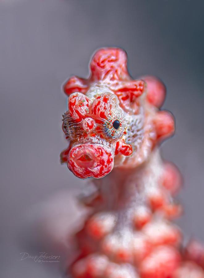 K2 Lembeh Dive Resort 비퉁 외부 사진