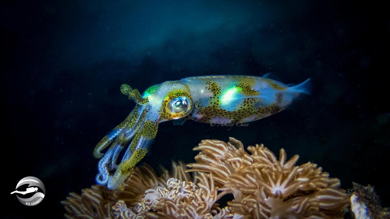 K2 Lembeh Dive Resort 비퉁 외부 사진