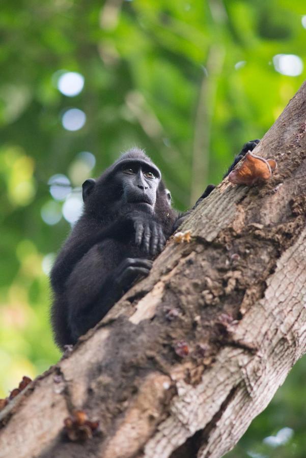 K2 Lembeh Dive Resort 비퉁 외부 사진